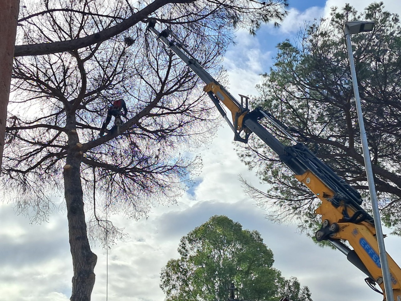 Tutela del verde a Testa di Lepre, interventi di ARSIAL contro la toumeyella