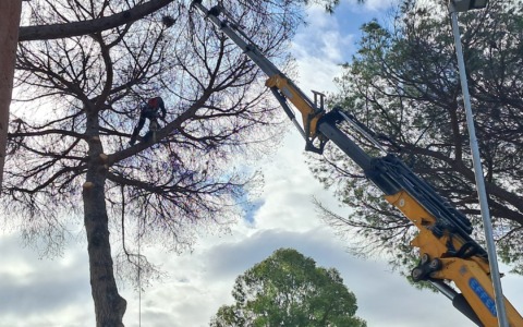 Tutela del verde a Testa di Lepre, interventi di ARSIAL contro la toumeyella
