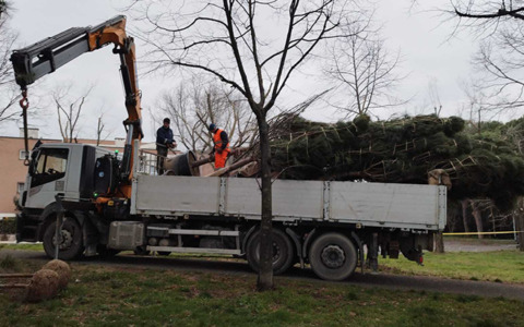 Riqualificazione arborea del Parco Petroselli