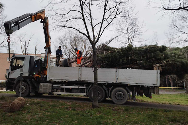 Riqualificazione arborea del Parco Petroselli