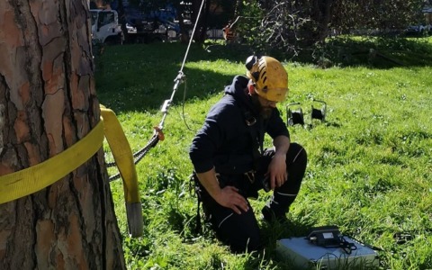 Il crollo dei pini ai Fori Imperiali, riunito il gruppo lavoro per gli interventi su alberature