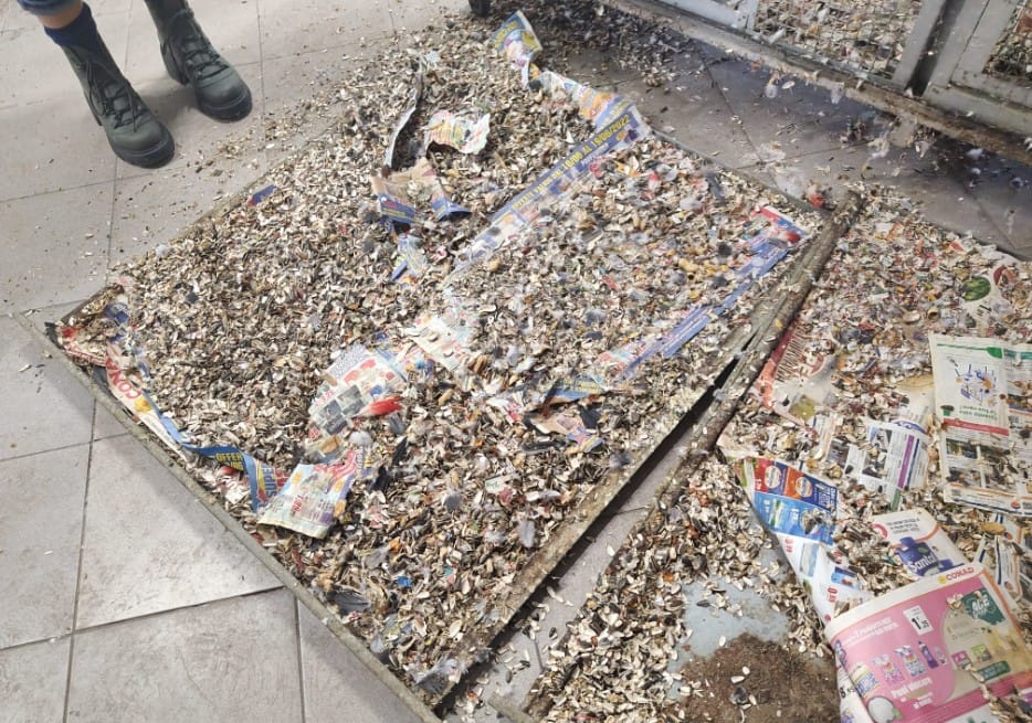 Pappagalli tra sporcizia e scarafaggi, denunciato un negoziante