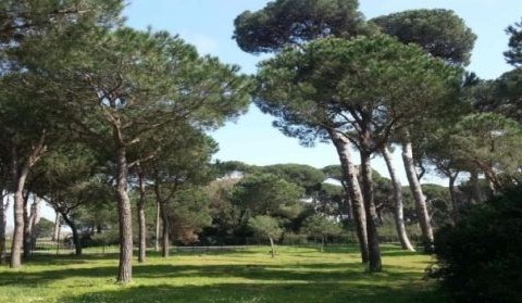 Cocciniglia tartaruga, trattamento per oltre duemila pini nella Pineta monumentale