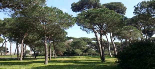Cocciniglia tartaruga, trattamento per oltre duemila pini nella Pineta monumentale