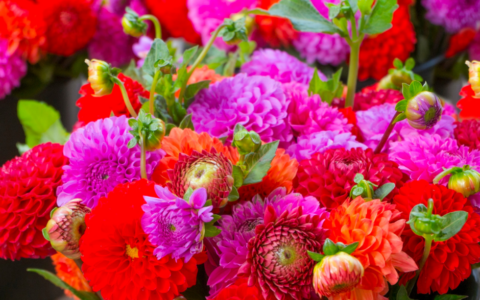 Gara di solidarietà per la flower farm: rifiorisce “I Giardini di Mafalda”