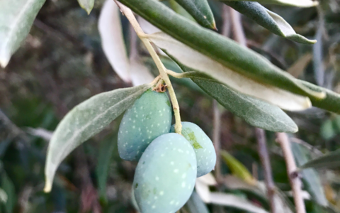 Nuove strategie regionali per contrastare la Xylella