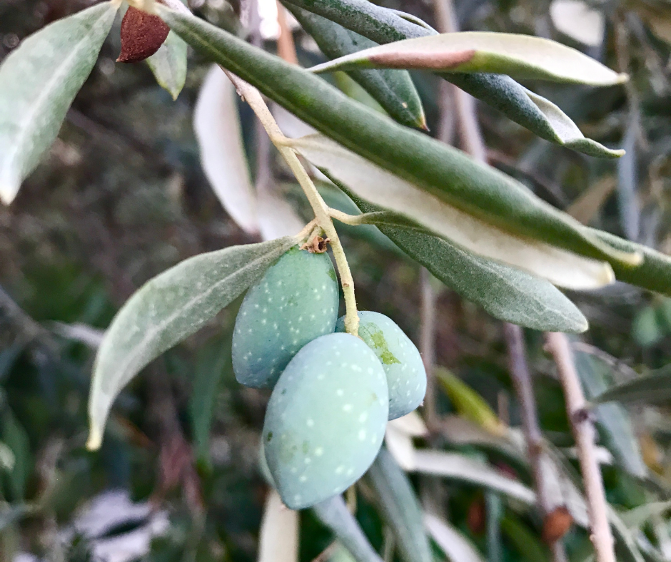 Nuove strategie regionali per contrastare la Xylella