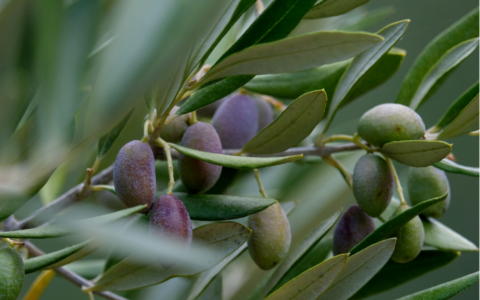 Un ulivo da Israele per onorare Giovanni Palatucci