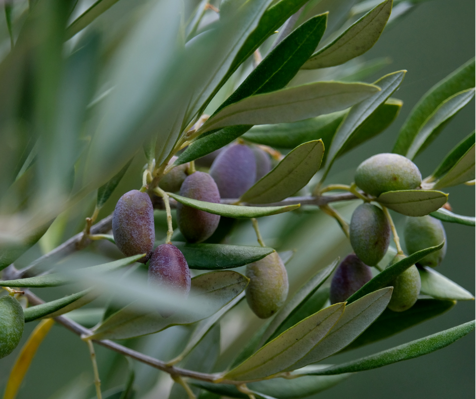 Un ulivo da Israele per onorare Giovanni Palatucci