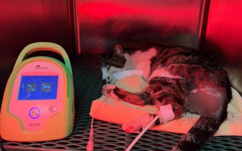 Gattina violentata, la denuncia dell’OIPA