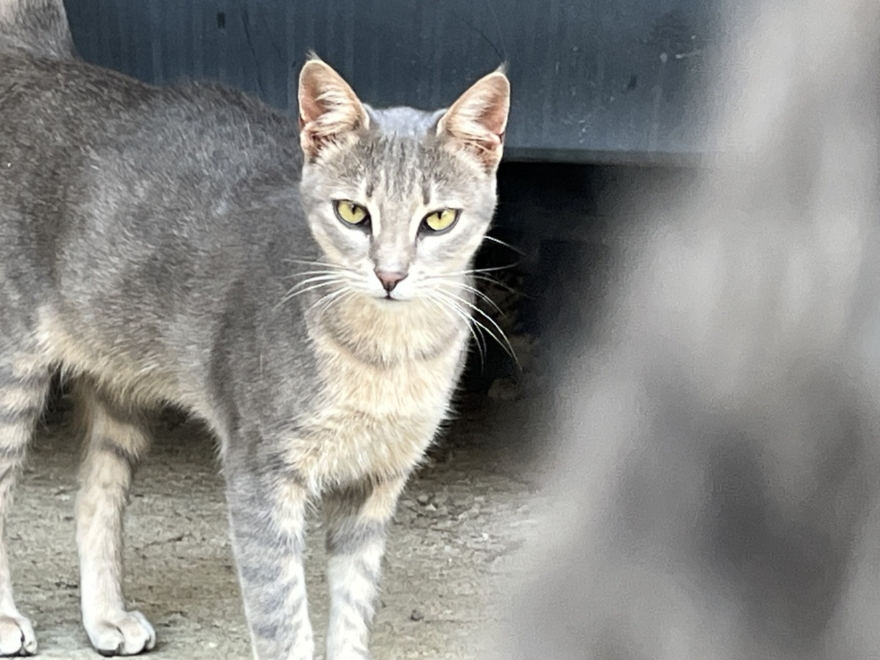 Animali nelle zone di guerra, l’appello dell’ENPA