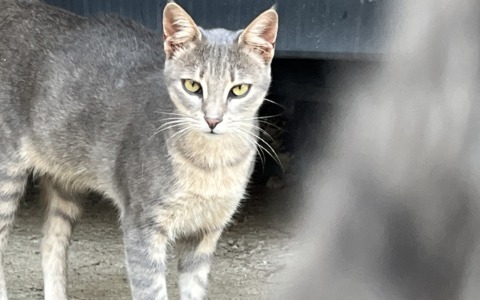 Animali nelle zone di guerra, l’appello dell’ENPA