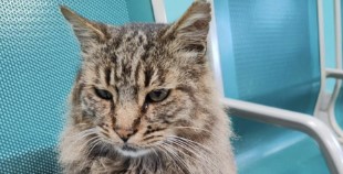 E’ morto Cesare il gatto mascotte della stazione ferroviaria. Preso a calci da un operaio