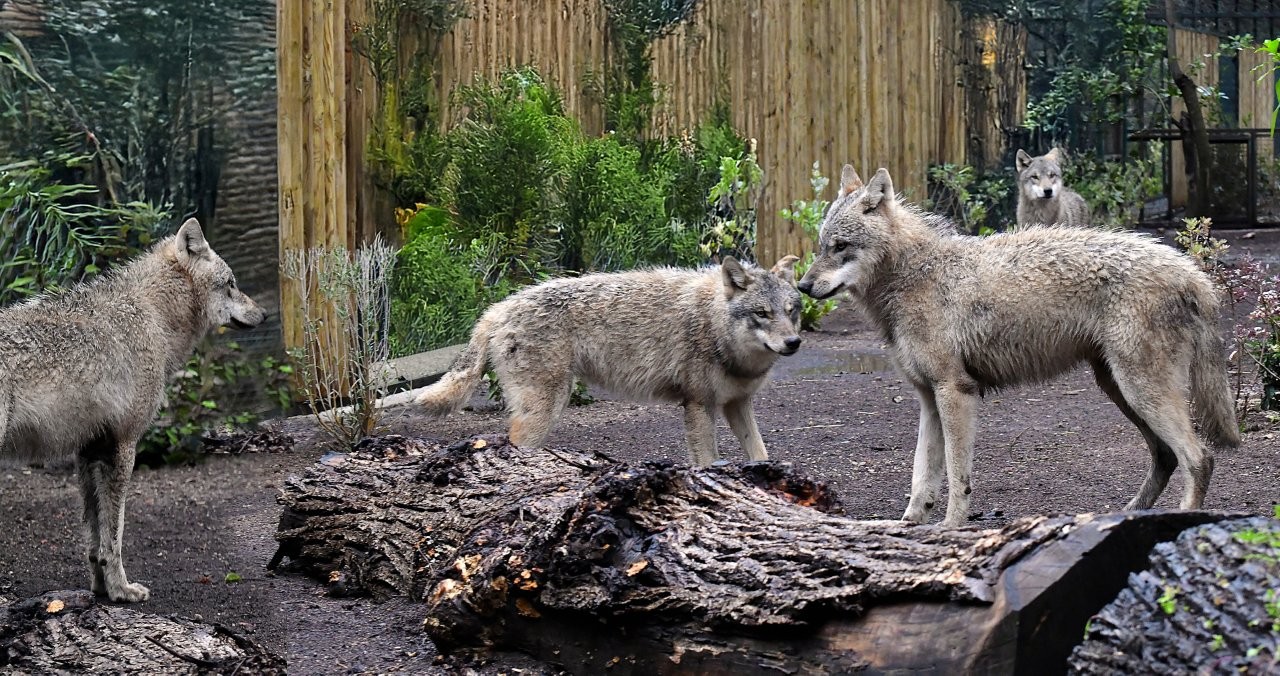 Il Bioparco accoglie quattro lupi grigi eurasiatici