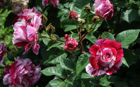 Nasce il roseto di Corso Francia