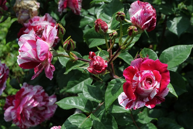 Nasce il roseto di Corso Francia
