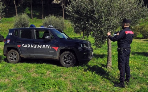 Espianta 80 piante di ulivo, multato il rappresentante di una società immobiliare