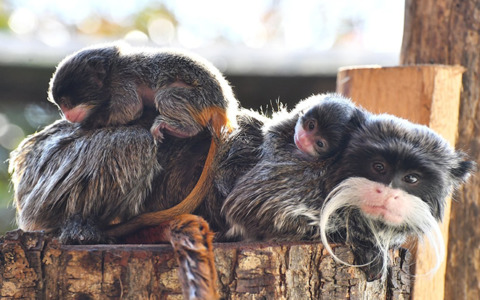 Al Bioparco sono nati due tamarini imperatore