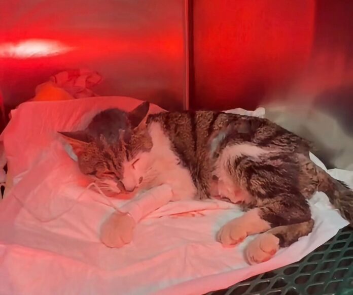 Gattina violentata a Tor Tre Teste, il delegato della Città metropolitana all’Ambiente annuncia un esposto