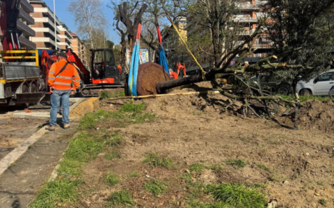 Viale degli Ammiragli, al via il trapianto dei lecci