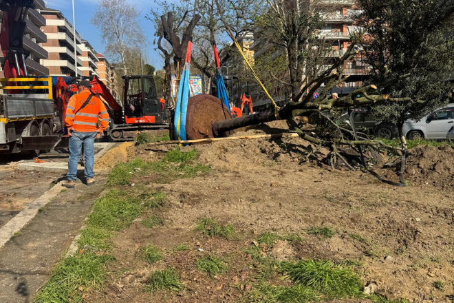 Viale degli Ammiragli, al via il trapianto dei lecci