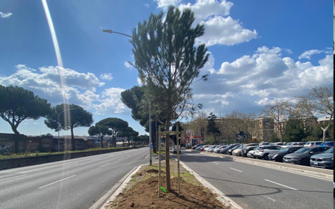 Verde, 40 nuovi pini sulla Cristoforo Colombo
