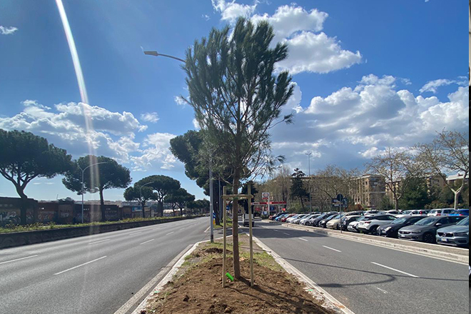 Verde, 40 nuovi pini sulla Cristoforo Colombo