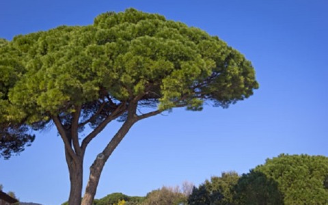 Municipio XIII, da lunedì 13 interventi sulle alberature