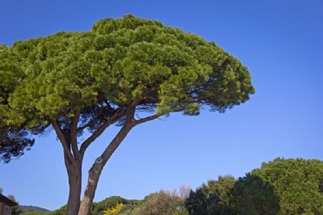 Municipio XIII, da lunedì 13 interventi sulle alberature