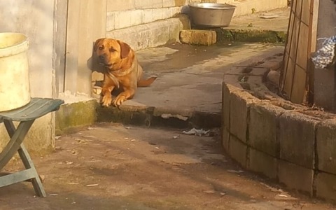 Animali maltrattati, altri casi in provincia scoperti dalle guardie zoofile di Stop Animal Crimes Italia