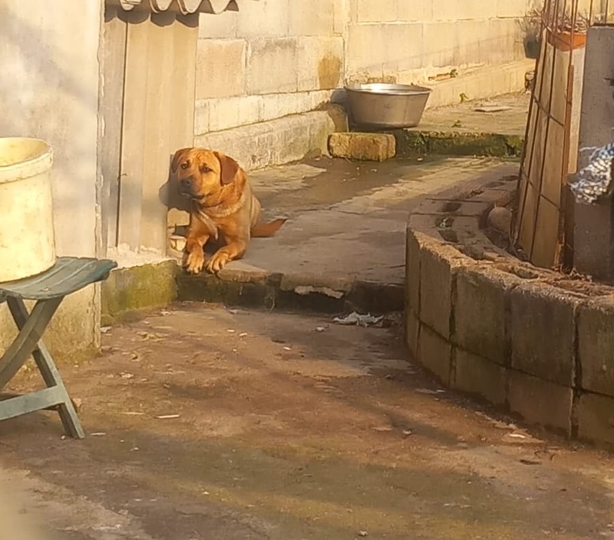 Animali maltrattati, altri casi in provincia scoperti dalle guardie zoofile di Stop Animal Crimes Italia