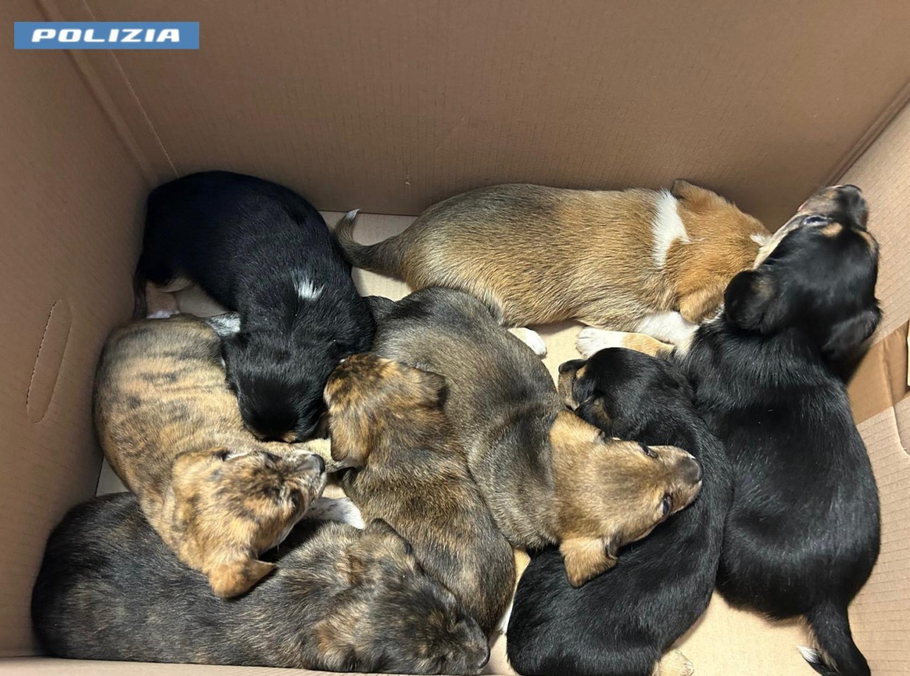 Otto cuccioli di cane rischiavano di soffocare, salvati dalla Polizia