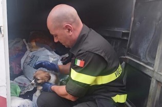 Cucciolo chiuso in un cassonetto salvato dai Vigili del Fuoco