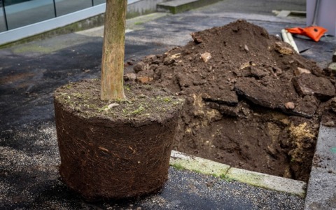 131 nuove piante a via Tagliamento