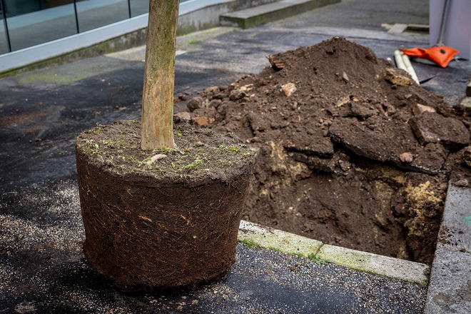 131 nuove piante a via Tagliamento