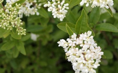 Viale dello Scalo di San Lorenzo: terminata riqualificazione arborea