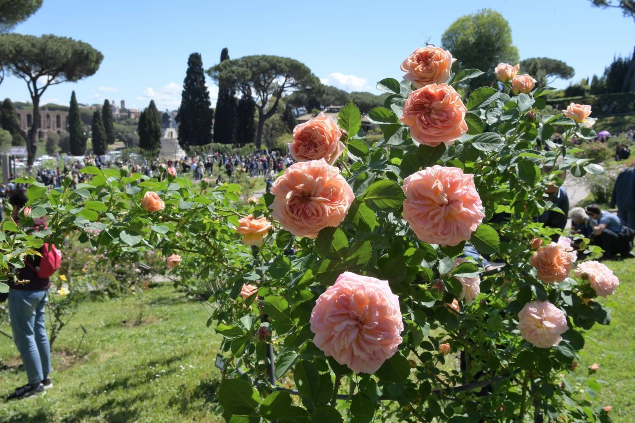 Al roseto comunale torna il “Premio Roma”