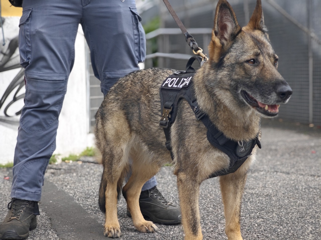 Poliziotti e cani antidroga tra Tor Bella Monaca e via Casilina, cinque arresti e una denuncia