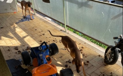 Intervengono per una lite e trovano due cani maltrattati, denunciato