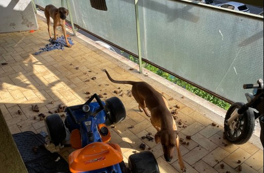Intervengono per una lite e trovano due cani maltrattati, denunciato