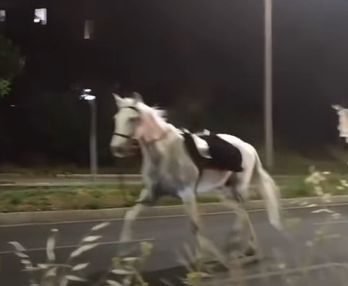 Cavalli in fuga al galoppo sulla Colombo, 4 feriti: una poliziotta e 3 militari dell’esercito. Due sono gravi