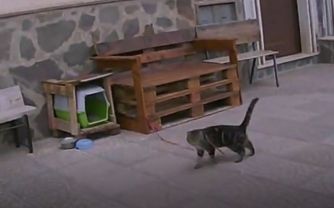 Gatto legato ad una corda, denunciata una donna