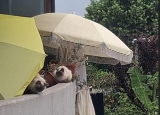 Scoperta casa lager per gatti, denunciata la proprietaria che è scomparsa. IL VIDEO