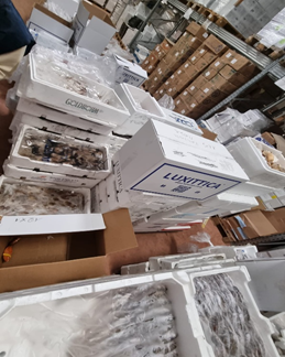 Sequestrate oltre 5 tonnellate di pesce non tracciabile e uova di pesce volante