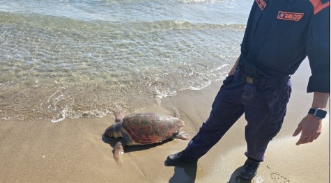 Tartaruga marina trovata morta sulla spiaggia