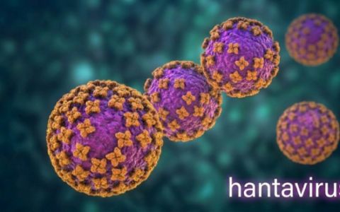 Hantavirus, l’allerta resta bassa. La conferma dal Ministero della Salute