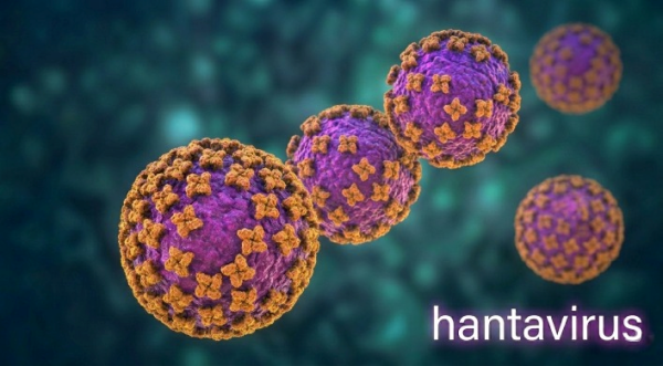 Hantavirus, l’allerta resta bassa. La conferma dal Ministero della Salute