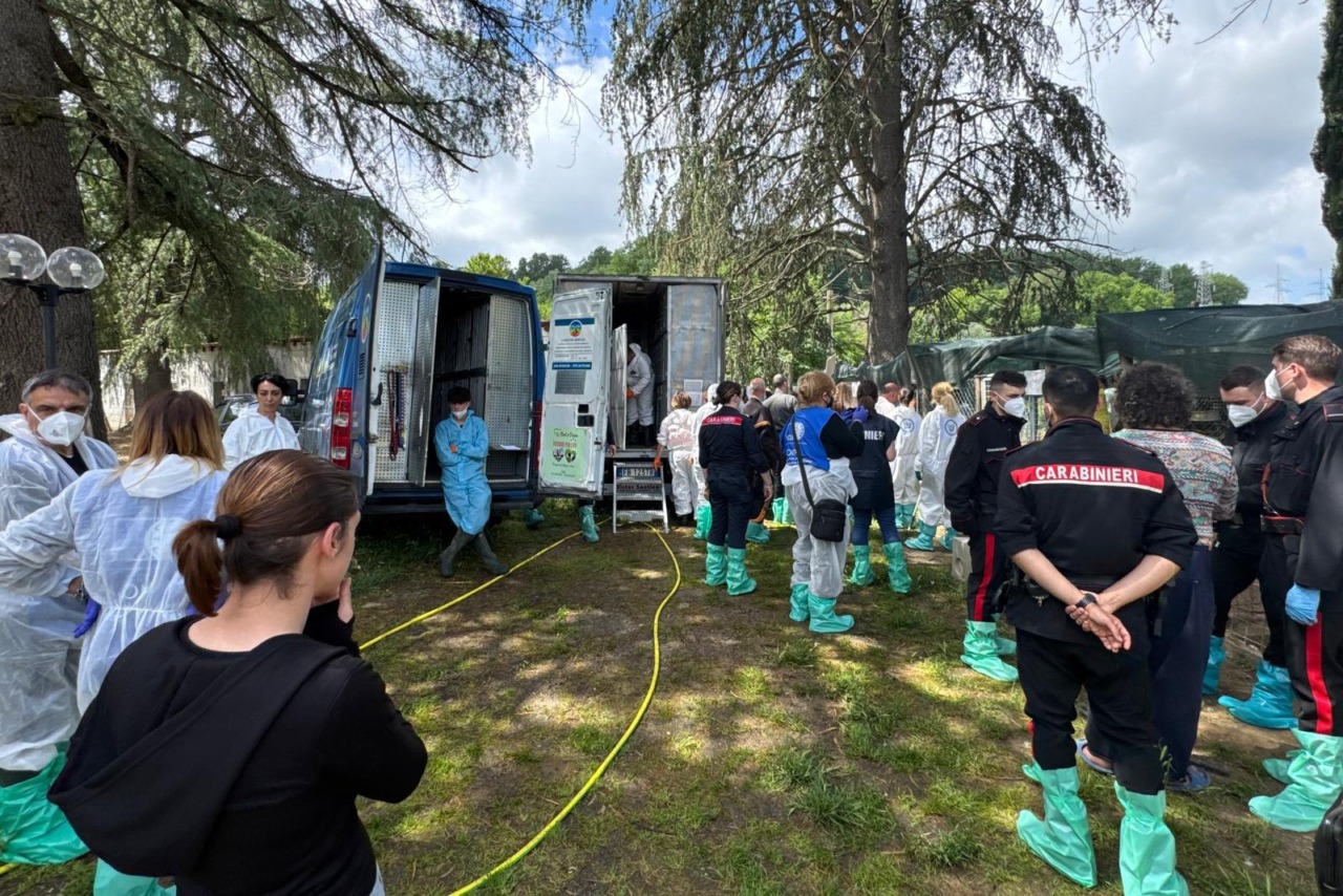 Maxi operazione al canile abusivo: in salvo 200 Siberian Husky