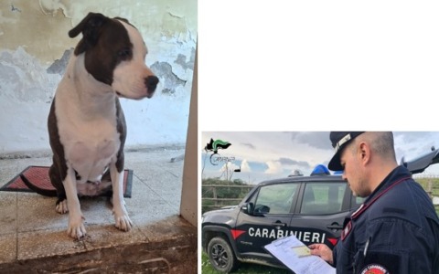 Cane aggressivo sequestrato nel centro storico: era gestito da un pregiudicato
