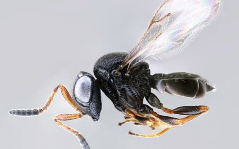 Al via i lanci della vespa samurai contro la cimice asiatica